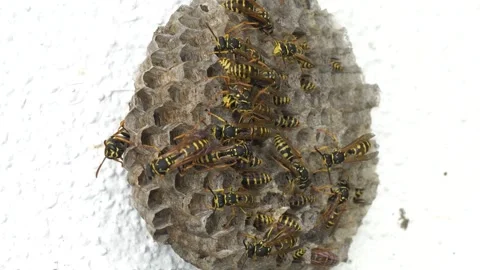 Wild Bee Colony Stock Footage 332037696