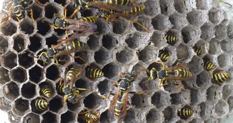 Wild Bee Colony Stock Footage 332071204