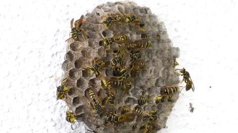 Wild Bee Colony Stock Footage 332704199