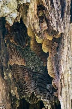 Wild bee colony inside an old tree Stock Photos