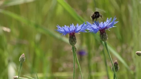 Wild Bee on Cornflower in Summer Meadow Stock Footage 309921253