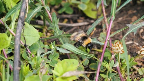 Wild bee exploring green plant leaves in a natural habitat 库存影片 287950747