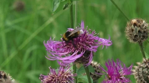 Wild bee feeding on Centaurea scabiosa, Greater Knapweed - close up Stock Footage 45446967
