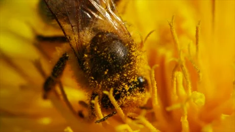 Wild bee feeding of nectar closeup in slow motion Stock Footage 180046526