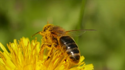 Wild bee feeding of nectar flower Stock Footage 180046626