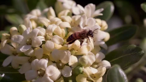 Wild bee flies off flower bud from Myoporum laetum tree 스톡 동영상 152930671