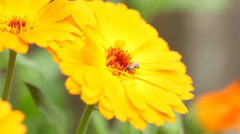 Wild bee on flower Stock Footage 35881737