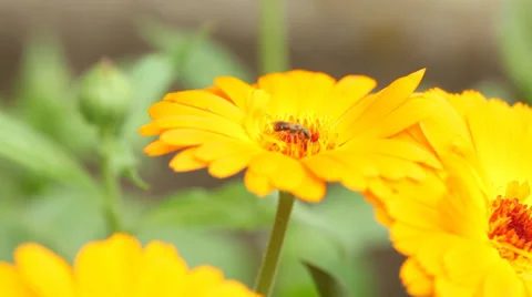 Wild bee on flower Stock Footage 35881880