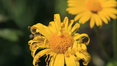 Wild bee on flower Stock Footage 85818056