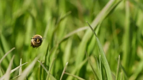 Wild bee flying over meadow Stock Footage 180046341