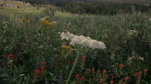 Wild Bee Flying off a Wildflower Stock Footage 55810818
