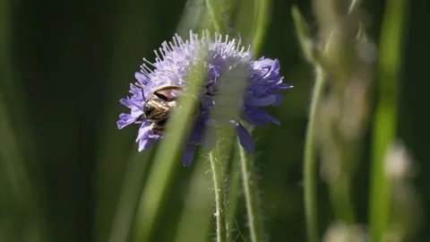 Wild Bee Foraging and Taking Flight from Scabious Flower - 4K Macro Slow Motion Vídeos de archivo 335832551