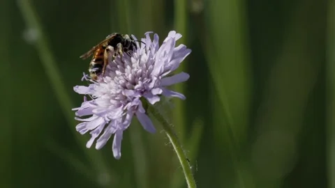 Wild Bee Foraging on Scabious Flower and Flying Away - 4K Macro Slow Motion Vidéo 335832455