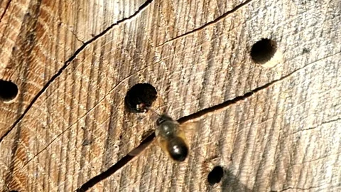 Wild bee in front of an insect hotel. insect protection. 스톡 동영상 90753090