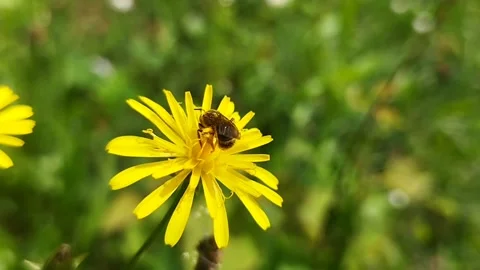 Wild bee full of pollen on a yellow flower Stock Footage 247253581