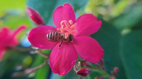 Wild Bee Gathering Nectar and Pollen from Vibrant Red Peregrina Blooms Stock Footage 296199118