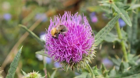 Wild bee gathers nectar from a thistle flower in a sunny meadow Stock-Footage 282318202