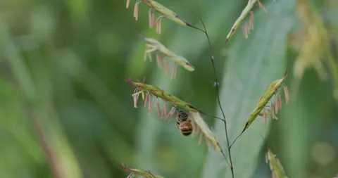 Wild bee harvesting pollen from wild grasses, buzz pollination Stock Footage 339250784