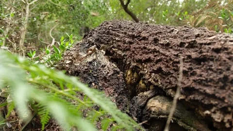 Wild bee hive in the fallen tree Stock Footage 242559954