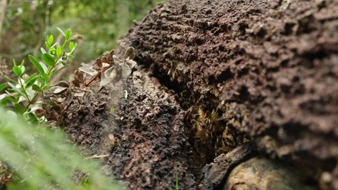 Wild bee hive in the fallen tree Stock Footage 242560561