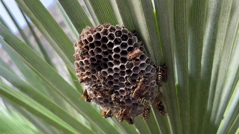 Wild bee hive on a palm tree Stock Footage 239824041
