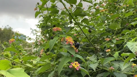 Wild bee, honey bee, bee Stock Footage 163369367