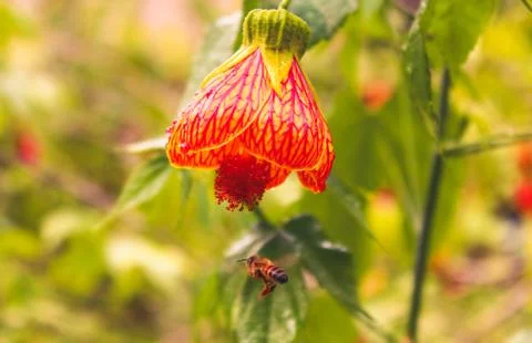 A wild bee hovering under a flower, in a garden of flowers. Stock Photos