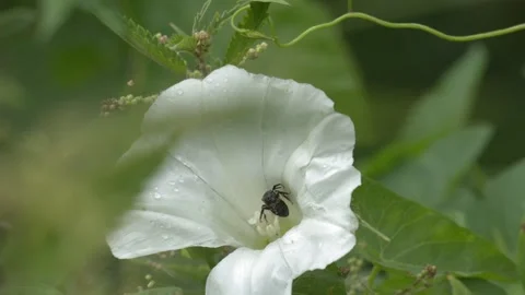 Wild Bee Inside a White Flower in a Meadow in 4K Slow Motion Stock-Footage 341581256