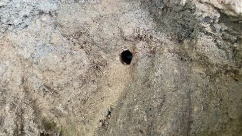 Wild bee making nest on ground hole, while bee Stock Footage 167693247
