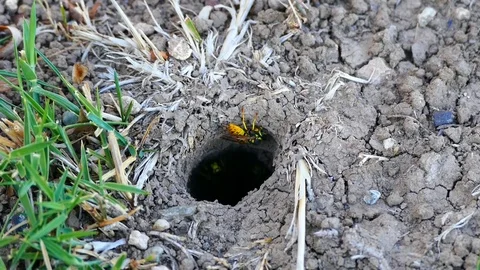 Wild bee nest and wild bees,slowmotion Stock Footage 101306990