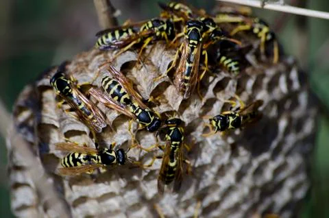 Wild bee Stock Photos