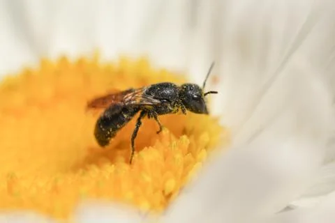 Wild bee 스톡 사진