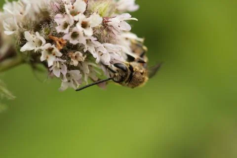 Wild bee 스톡 사진