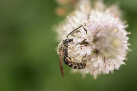 Wild bee 스톡 사진