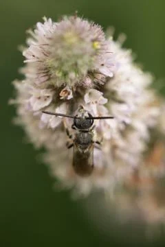 Wild bee 스톡 사진