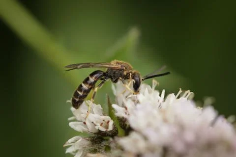Wild bee 스톡 사진