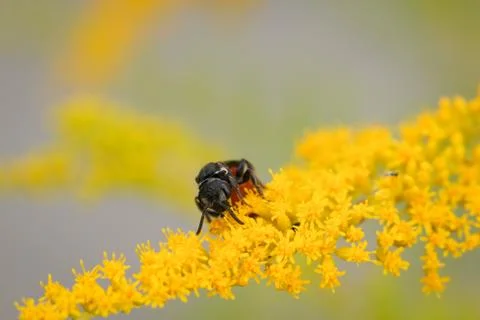 Wild bee 스톡 사진