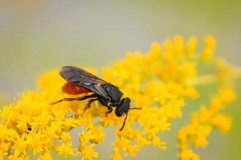 Wild bee Stock Photos