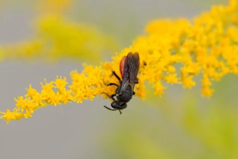 Wild bee 스톡 사진
