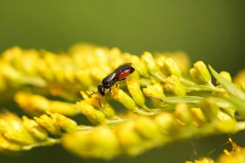 Wild bee Stock Photos