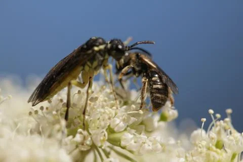 Wild bee Stock Photos