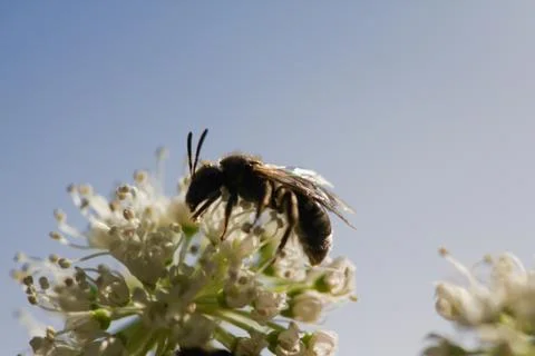 Wild bee 스톡 사진