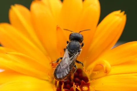 Wild bee Stock Photos