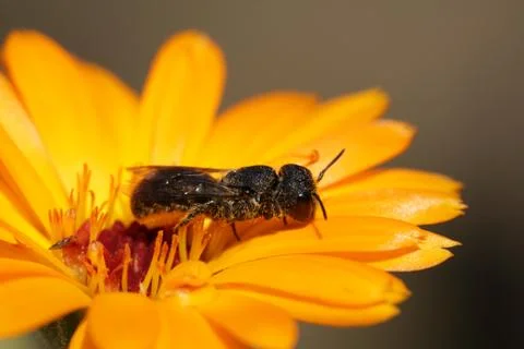 Wild bee Stock Photos