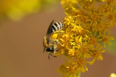 Wild bee Stock Photos