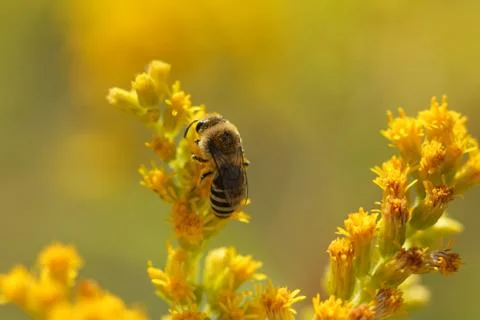 Wild bee Stock Photos