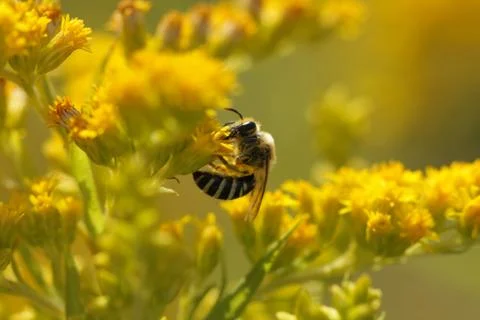 Wild bee 스톡 사진