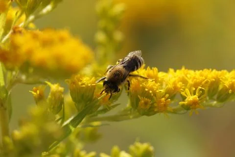 Wild bee Stock Photos