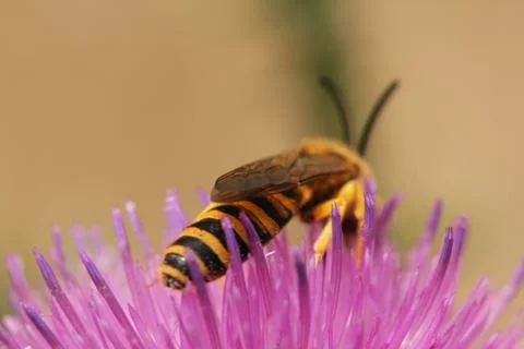 Wild bee Stock Photos