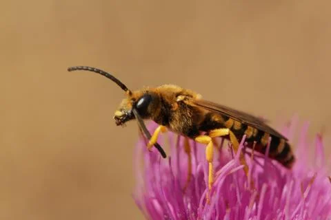 Wild bee Stock Photos